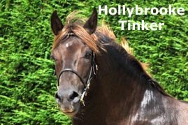 Hollybrooke Tinker