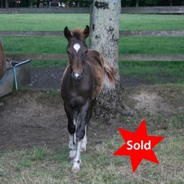 Hollybrooke Americano