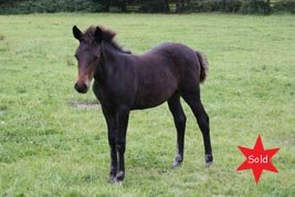 Ho;;ybrooke Debutant