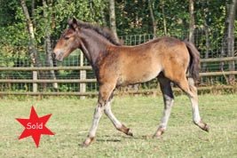 Hollybrooke Democrat