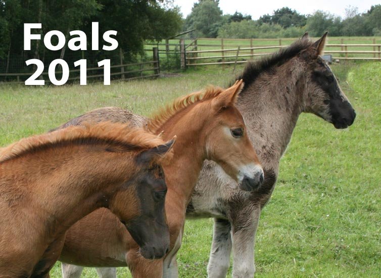 Foals 2011