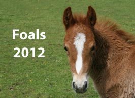 Hollybrooke foals born in 2012