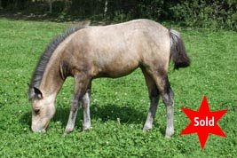 Hollybrooke Goldfinch