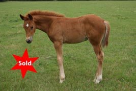 Hollybrooke Marlborough