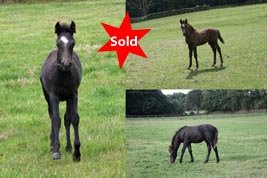 Hollybrooke Moonshine