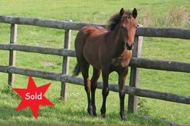 Hollybrooke Muscovado