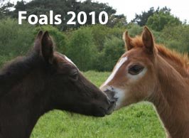 Foals 2010