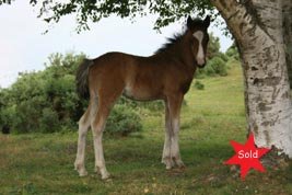 Hollybrooke Sandpiper